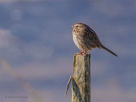 Little Winter Birds at Blackwater NWR | Bay Photos by Donna