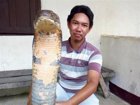 Fakta Mengejutkan Penangkapan King Cobra Raksasa Kalimantan Yang