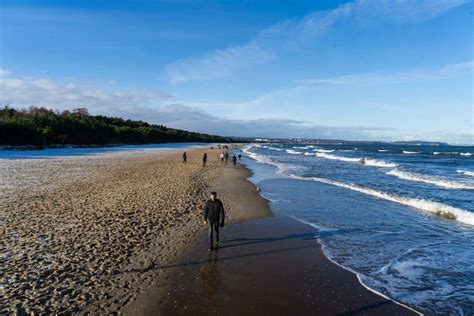 Inwazja zielonych kul na bałtyckiej plaży Czy są żywe i należy się ich