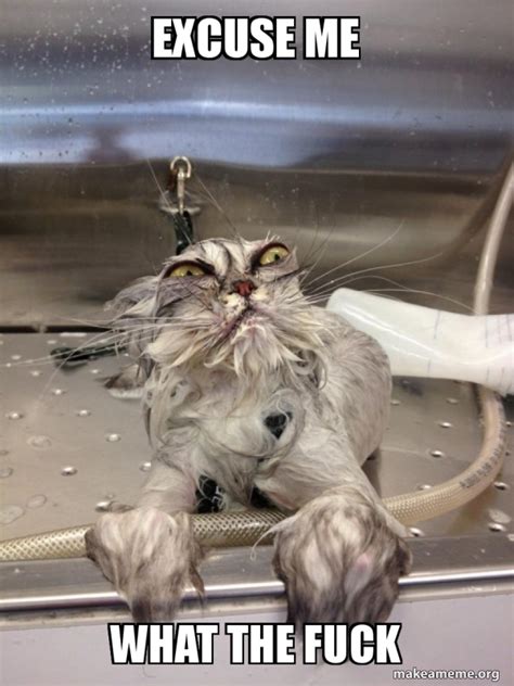 Excuse Me What The Fuck Cat Bath Returns Meme Generator