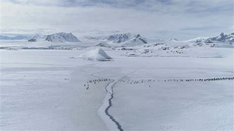 Gentoo Penguin Flock Migration Aerial Stock Footage SBV-348389682 - Storyblocks