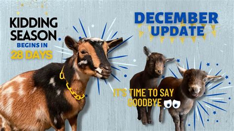 December Update Mixing Feed Saying Goodbye To Baby Goats Getting