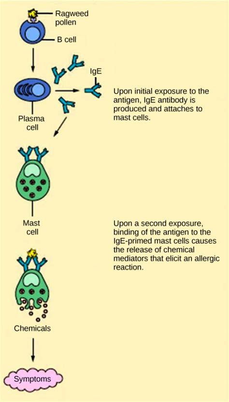 Disruptions In The Immune System Openstax Concepts Of Biology