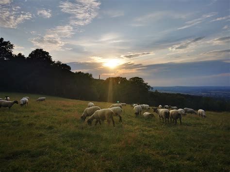 Golden Turkey Farmers added a new... - Golden Turkey Farmers