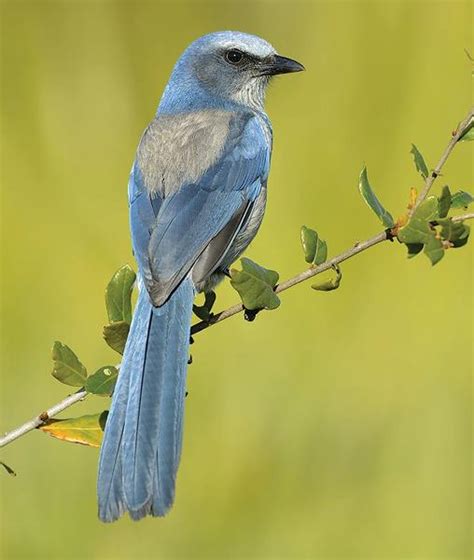 The Myth Of The Blue Cardinal: Unveiling the Truth | Birdie Learning