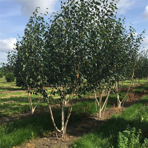 Betula Utilis Jacquemontii Multistem Trees Form Plants