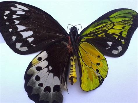 This butterfly is a bilateral gynandromorph, literally half male, half ...