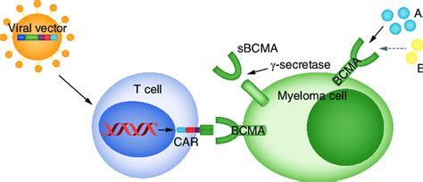 Ide Cel Car T Cell Construct And Mechanism Based On Friedman Et Al