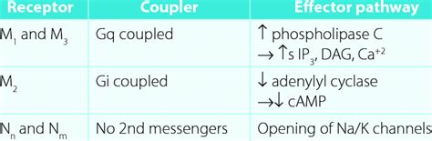 1: Muscarinic and nicotinic receptor messenger system | Download Table