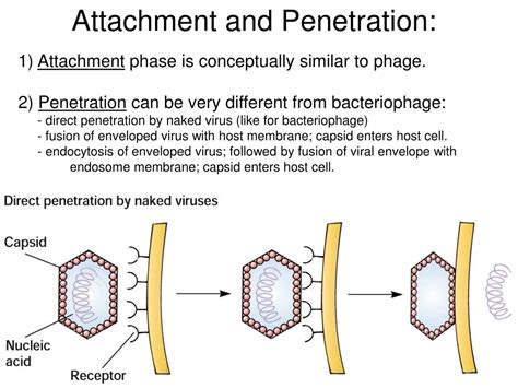 Ppt Viruses Powerpoint Presentation Free Download Id5334922