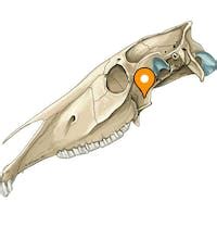 Pterygoid process - vet-Anatomy - IMAIOS