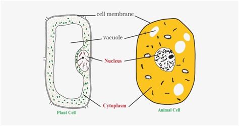 Unlabelled Plant Cell Diagram Gcse Biology Revision Cards In Gcse