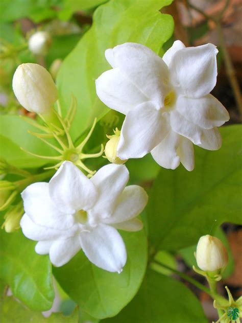 Buy Mogra - Beli Flower - Jasminum Sambac | Peppyflora®