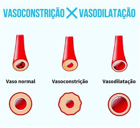 O Que Vasodilata O Revoeduca