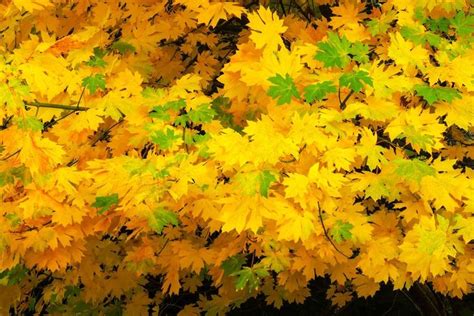 6 Most Common Types Of Maple Trees Maple Trees Types Maple Tree