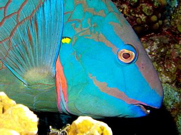 Stoplight Parrotfish Sparisoma Viride Parrotfishes Caribbean Reefs