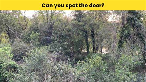 Optical Illusion Challenge Will You Be Able To Spot The Deer Hidden In