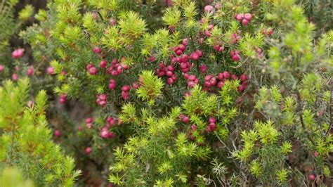 Close Up of Pink Mountain Berry at Cradle Mountain National Park Stock ...