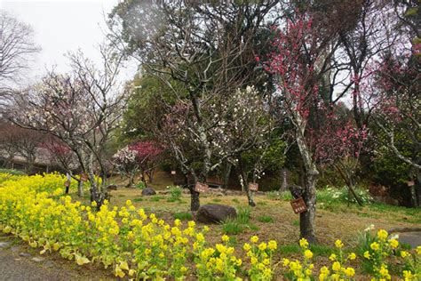 梅林 菜の花と梅02 写真共有サイト「フォト蔵」