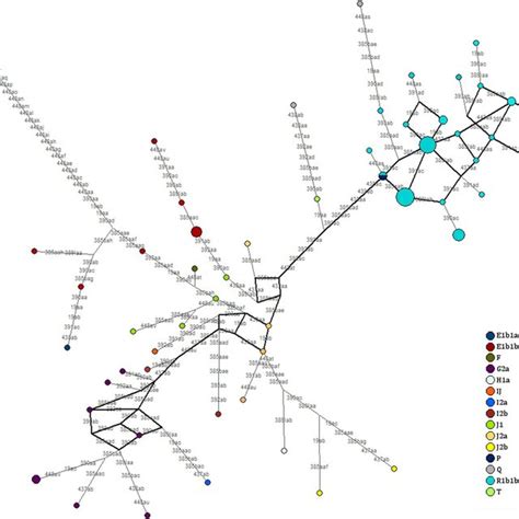 Network for Y chromosome haplogroups. | Download Scientific Diagram