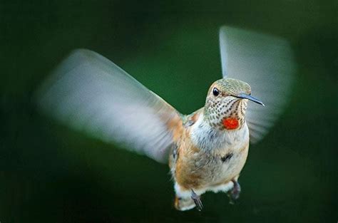 Do hummingbirds sing a song? - THEKITCHENKNOW