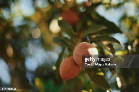 151 Sapodilla Fruit Stock Photos, High-Res Pictures, and Images - Getty ...