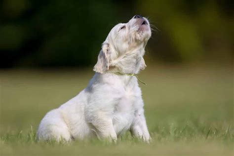 Cystite du chien Causes Symptômes Traitements