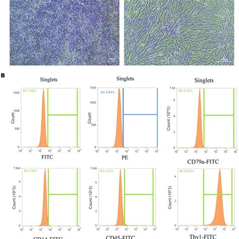 Culture And Identification Of Uc Mscs A Culture Of Uc Mscs Scale Download Scientific