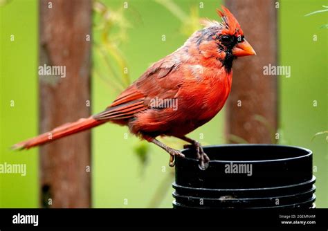 Molting Northern Cardinal On A Backyard Feeder Stock Photo Alamy