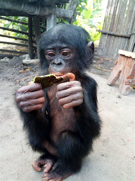 Protecting bonobos — BONOBO