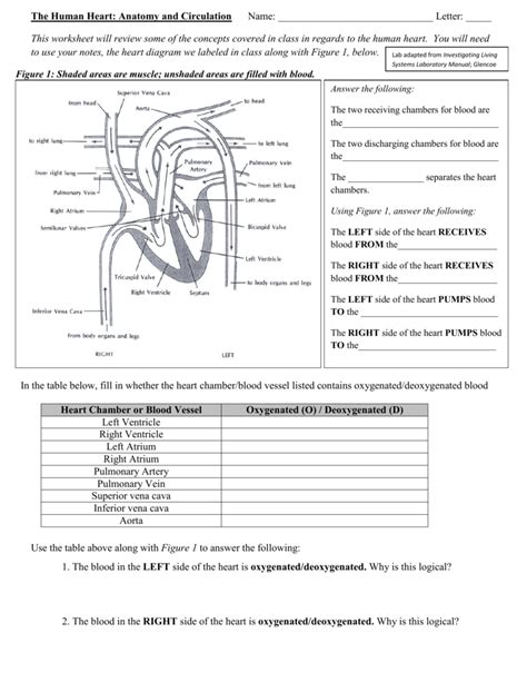 The Human Heart Anatomy And Circulation Worksheet Key Anatomy Worksheets