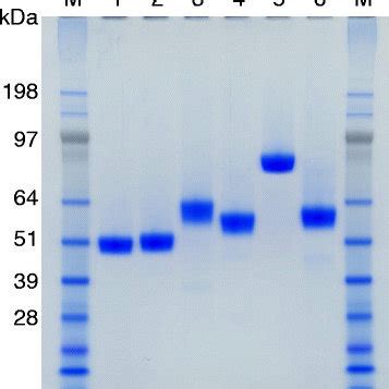 Sds Page Analysis Of Purified Enzymes Lanes M Protein Marker