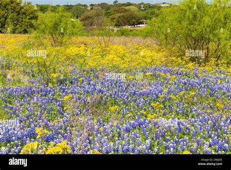 Texas bluebonnets and wildflower landscape Stock Photo - Alamy