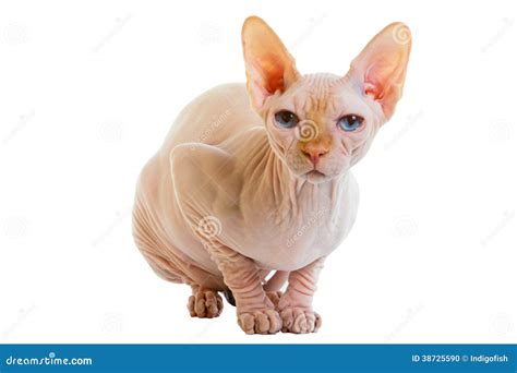 Sphynx Hairless Cat Stock Photo Image Of Purebred Domestic 38725590