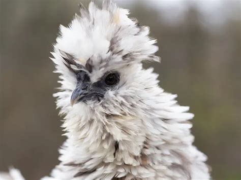 The Polish Frizzle Chicken A Guide To The Fun Chicken Breed