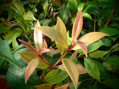 Raritäten Gärtnerei Garten Jan Kirschmyrte Syzygium Paniculatum