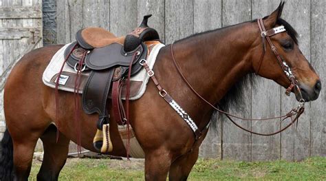 Western Saddle Pads For Horses at Catherine Conner blog