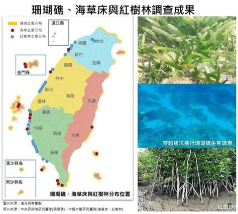 澎湖海草床、南台灣珊瑚礁！台灣海洋生態這網站看得到 生活 中時新聞網