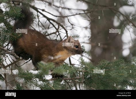 Amerikaanse marter hi-res stock photography and images - Alamy