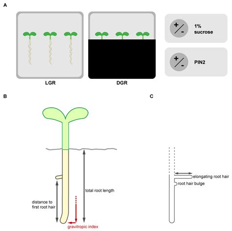 Plants Free Full Text Dissecting Hierarchies Between Light Sugar