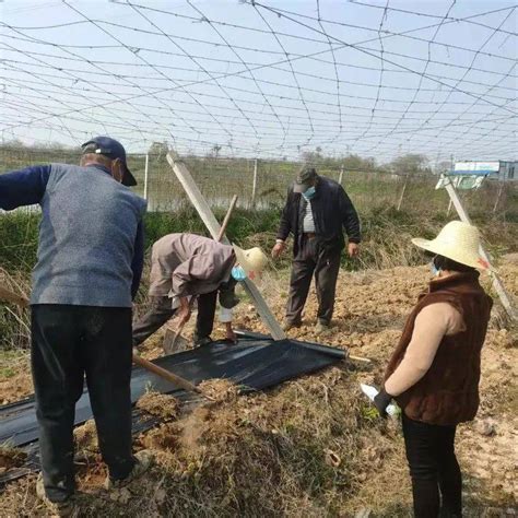 防疫春耕两不误！烔炀瓜蒌基地耕作忙 凤凰村 种植 疫情