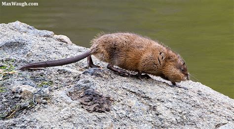 Animal Identification Throwdown: Otter vs. Beaver vs. Muskrat | Max Waugh