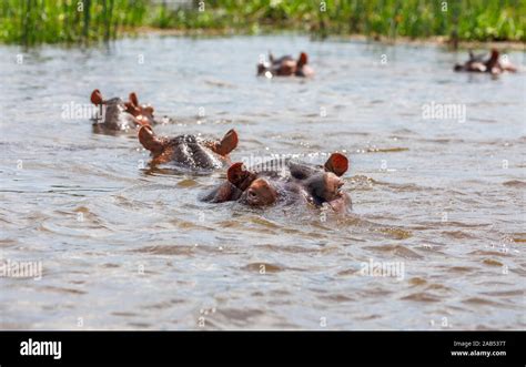 La Cabeza Y Los Ojos De Un Hipopótamo Hippopotamus Amphibius Que