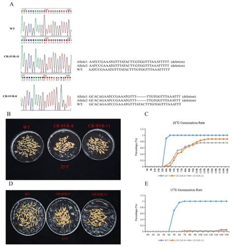 Ijms Free Full Text A Long Noncoding Rna Derived From Lncrna Mrna