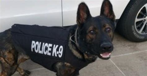 Parker K9 Kato Outfitted With New Protective Vest Cbs Colorado