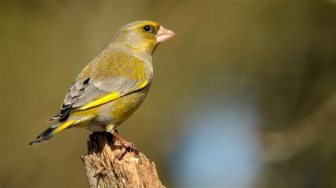 Der Gr Nfink Ein Munterer Geselle Naturschutz Fehraltorf