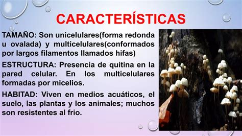 REINO FUNGI CARACTERÍSTICAS Y CLASIFICACIÓN Lic Javier Cucaita PPT