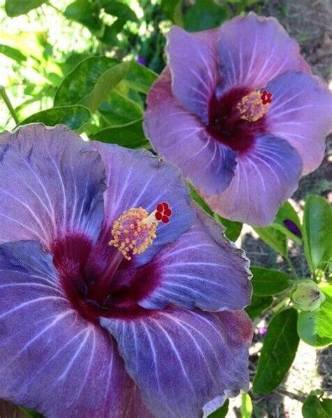 Dark Purple Hibiscus