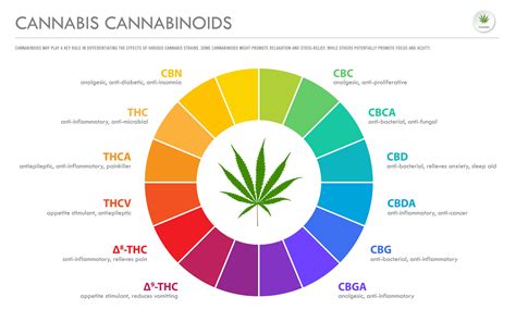 Unlocking The Full Spectrum How The Entourage Effect Bolsters Cannabis