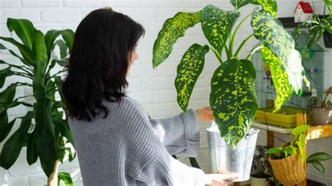 Plantas Que Debes Tener En Casa Para Atraer Dinero Buena Suerte Y